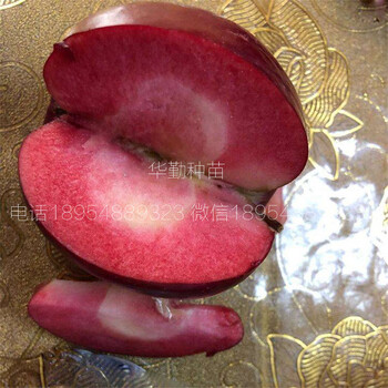 抗寒蘋(píng)果樹(shù)苗批發(fā)多少錢(qián)一棵