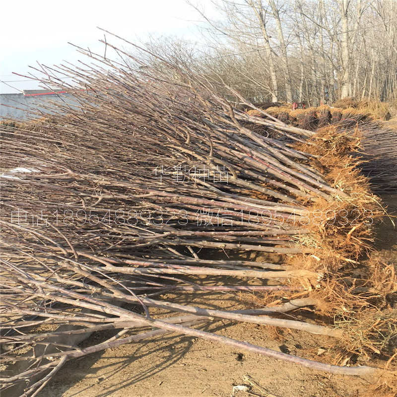 耐寒的苹果品种 一亩地种植多少棵