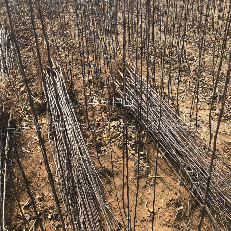 适应山地的苹果苗 管理技术华勤种苗