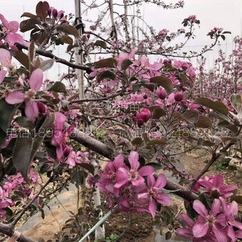 抗寒苹果树苗育苗基地