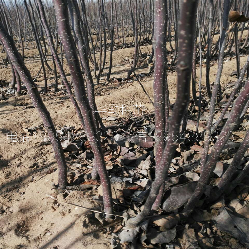 适应山地的苹果苗 管理技术华勤种苗