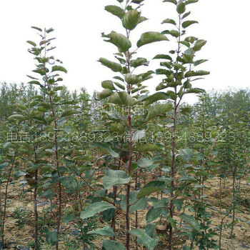 適應(yīng)強(qiáng)的蘋果品種種植方法華勤種苗
