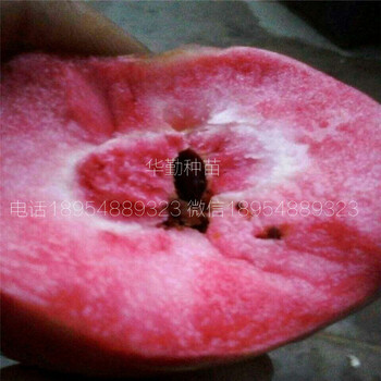 紅色之愛蘋果苗產(chǎn)地