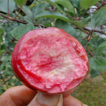 紅肉蘋果品種幾月份施肥華勤種苗