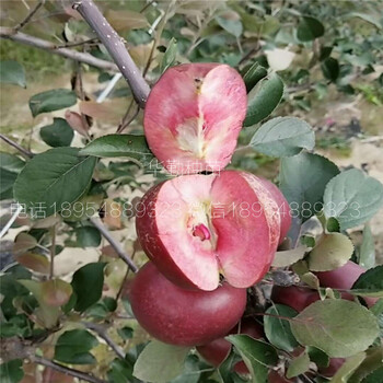 蘋果樹苗育苗基地