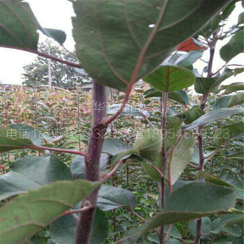 蘋果樹苗哪里有苗賣
