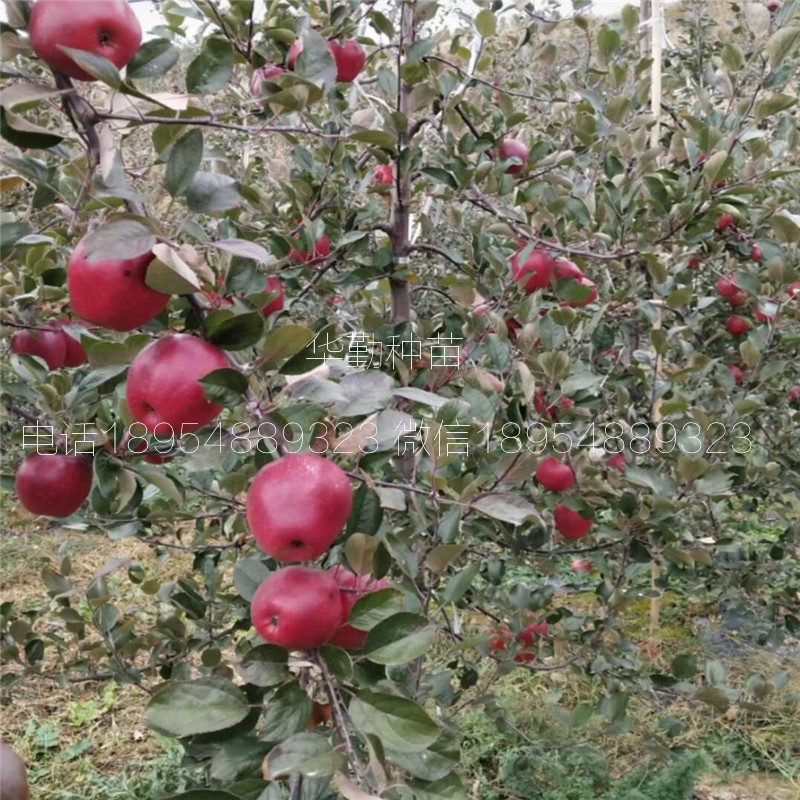 新品种苹果苗种植方法