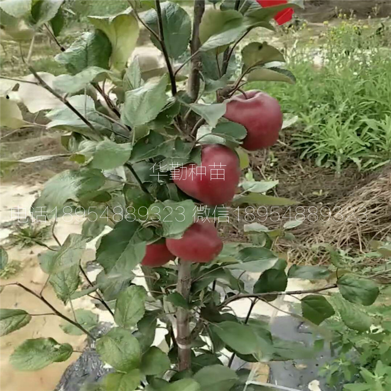 抗寒苹果树苗 育苗基地