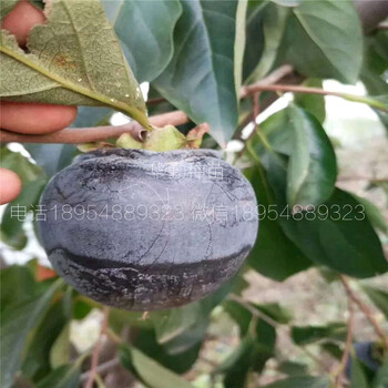 1年柿子苗規(guī)格柿子樹苗