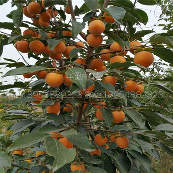 日本柿子苗育苗種植主產(chǎn)區(qū)