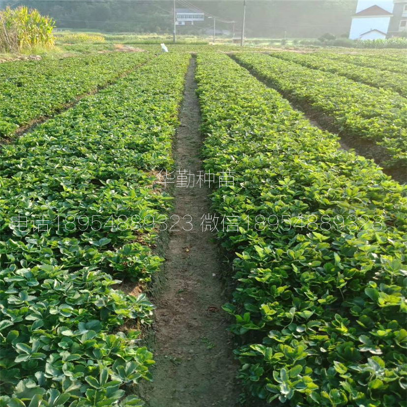 紅顏草莓苗  種植技術(shù)