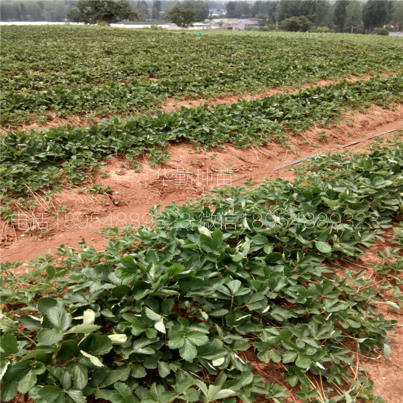 一代章姬草莓苗  基地大量供应