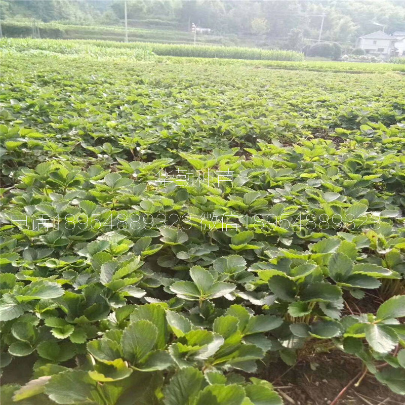 草莓苗大型草莓苗育苗基地