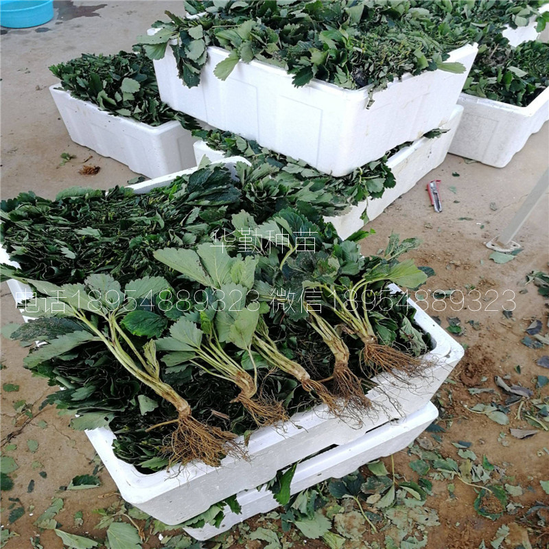 脫毒紅顏草莓苗  大棚什么時(shí)候種植