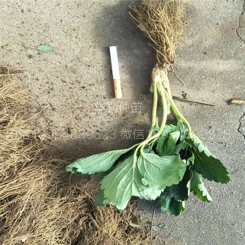 三葉一芯章姬草莓苗  繁育場