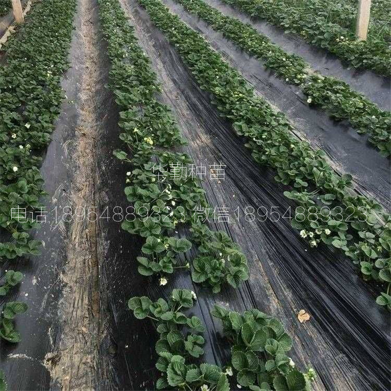 三葉一芯章姬草莓苗  種植技術(shù)