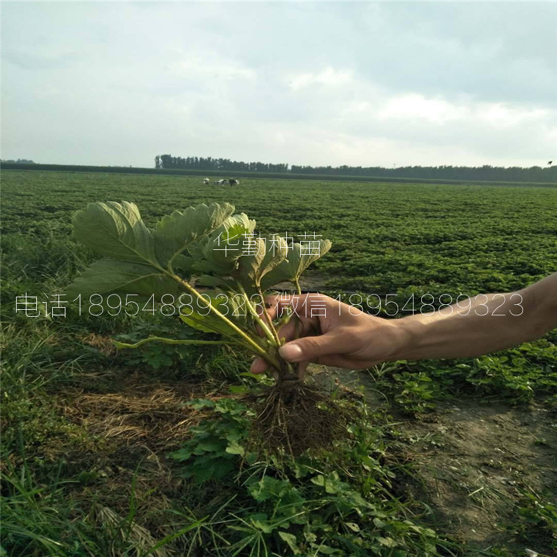 脱毒草莓苗  繁育场