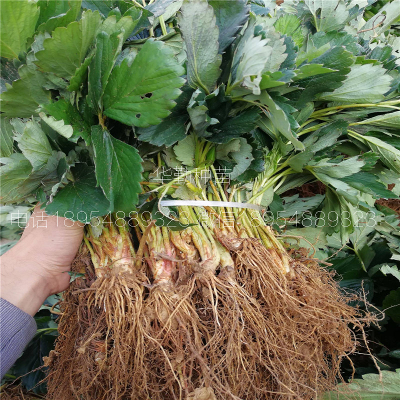 草莓苗種苗  多少錢一株