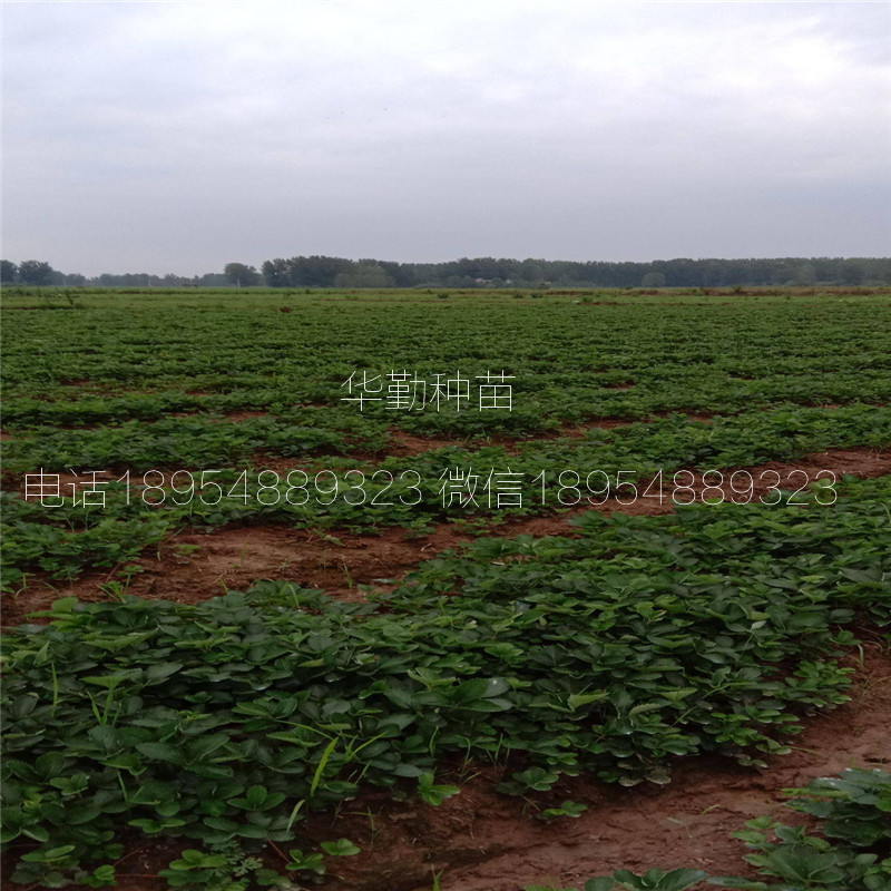 紅顏草莓穴盤苗大型草莓苗育苗基地