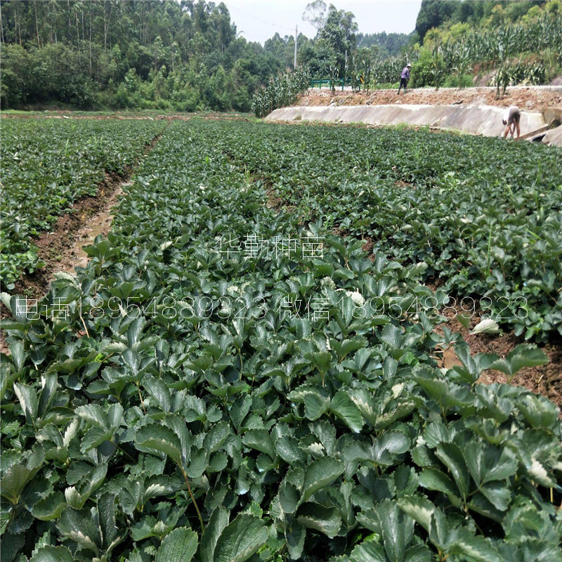 章姬草莓種苗  多少錢一棵