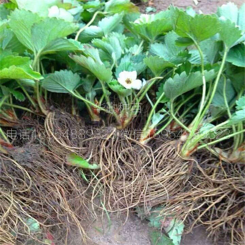 紅顏草莓穴盤苗  基地大量供應