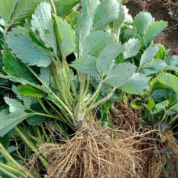 脫毒章姬草莓苗育苗基地