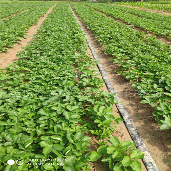 草莓苗种苗大型草莓苗育苗基地