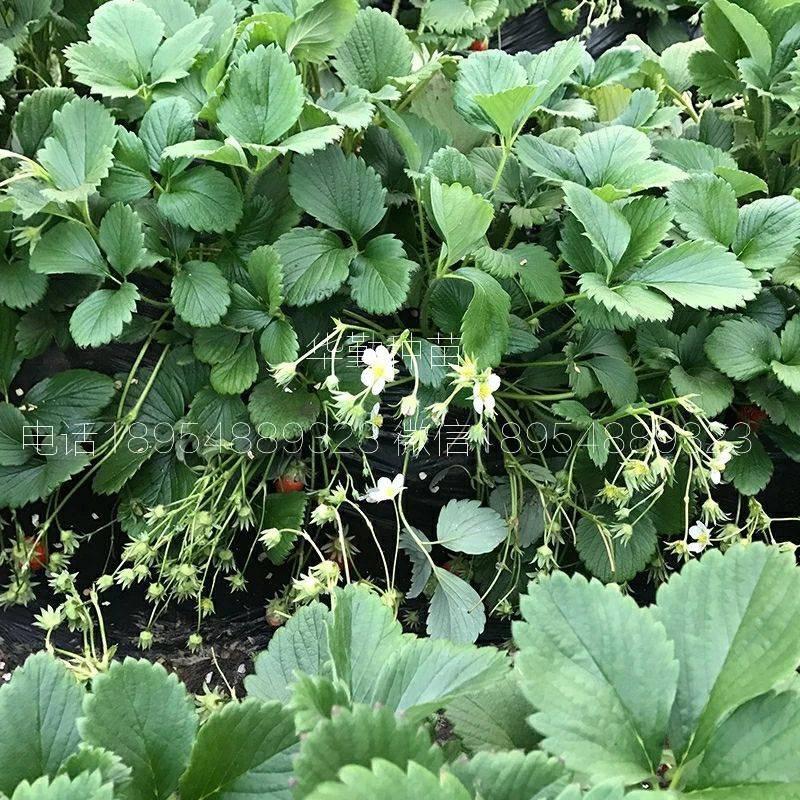 章姬草莓種苗  種植技術(shù)
