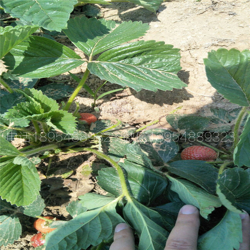品種的紅顏草莓苗  批發(fā)價(jià)格