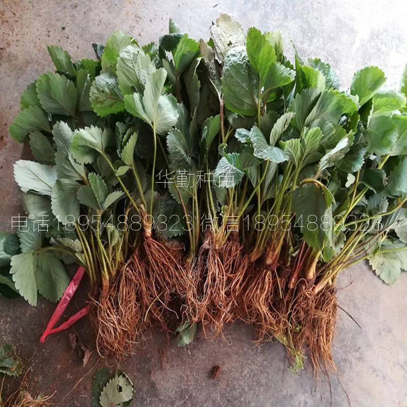 脫毒草莓苗  育苗基地