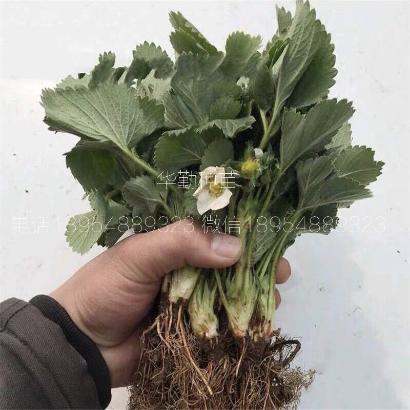 紅顏草莓苗  育苗基地