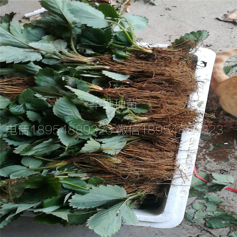 草莓苗  大棚什么時(shí)候種植