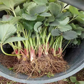 紅顏草莓苗哪里的苗純度高