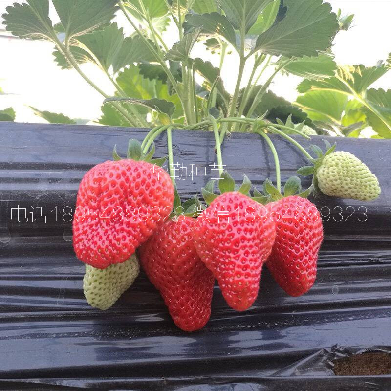 草莓苗紅顏  品種特性介紹