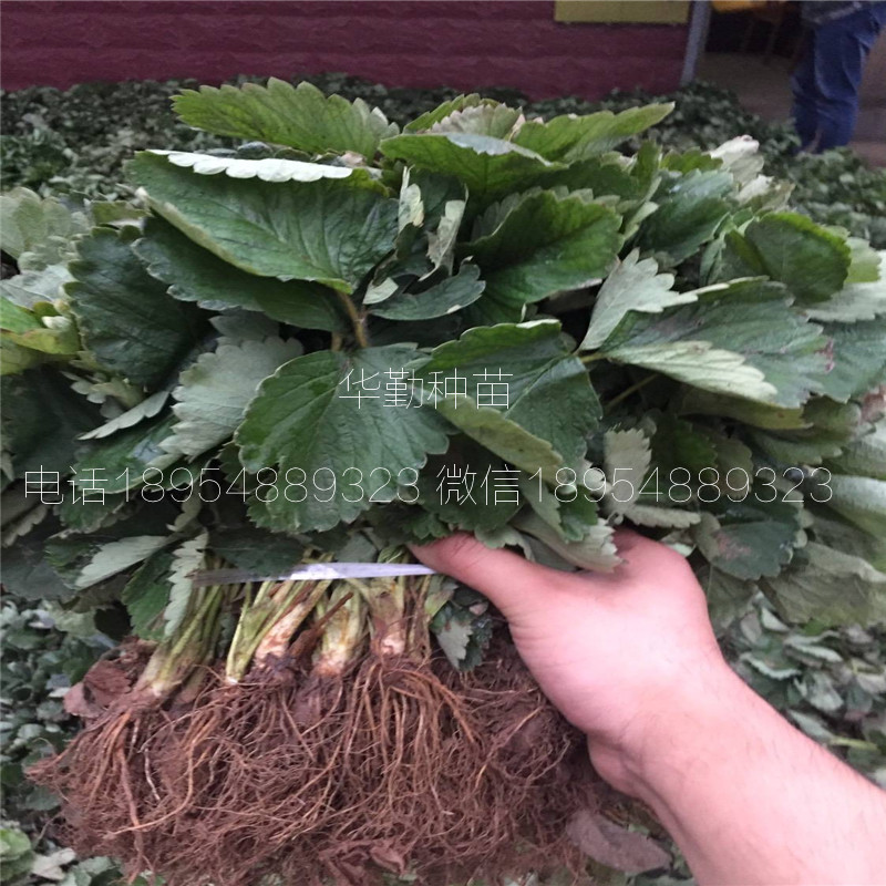 脫毒紅顏草莓苗  繁育場