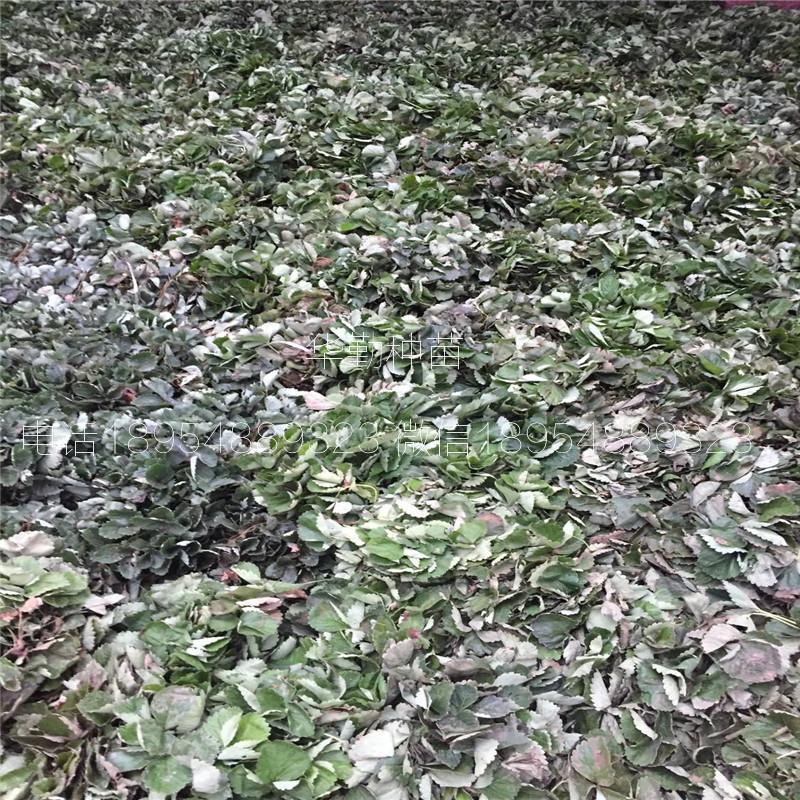 脫毒草莓苗  繁育場(chǎng)