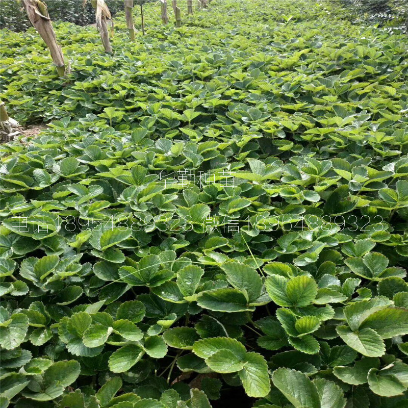 三葉一芯章姬草莓苗  繁育場