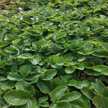 品種的紅顏草莓苗大型草莓苗育苗基地