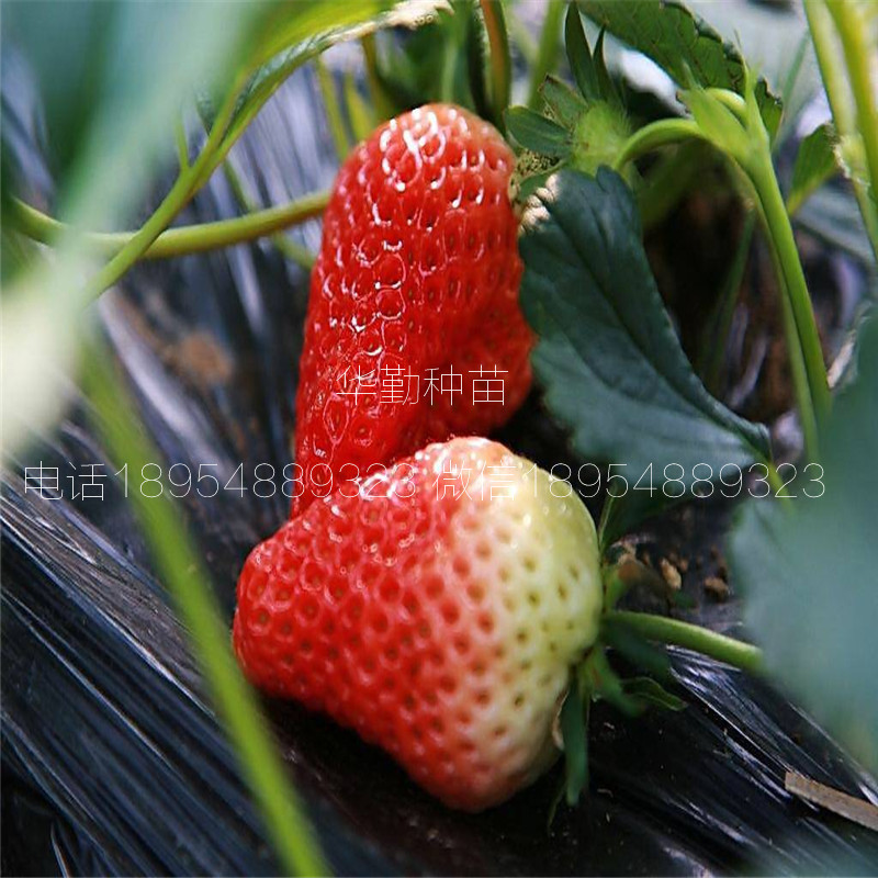 紅顏草莓苗  品種特性介紹