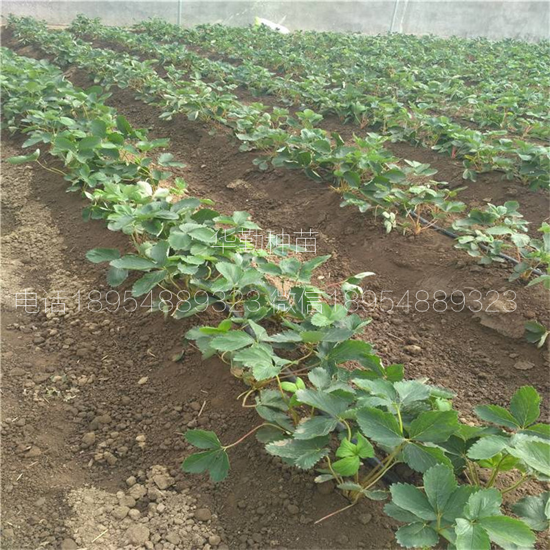 紅顏草莓走莖苗  基地大量供應(yīng)