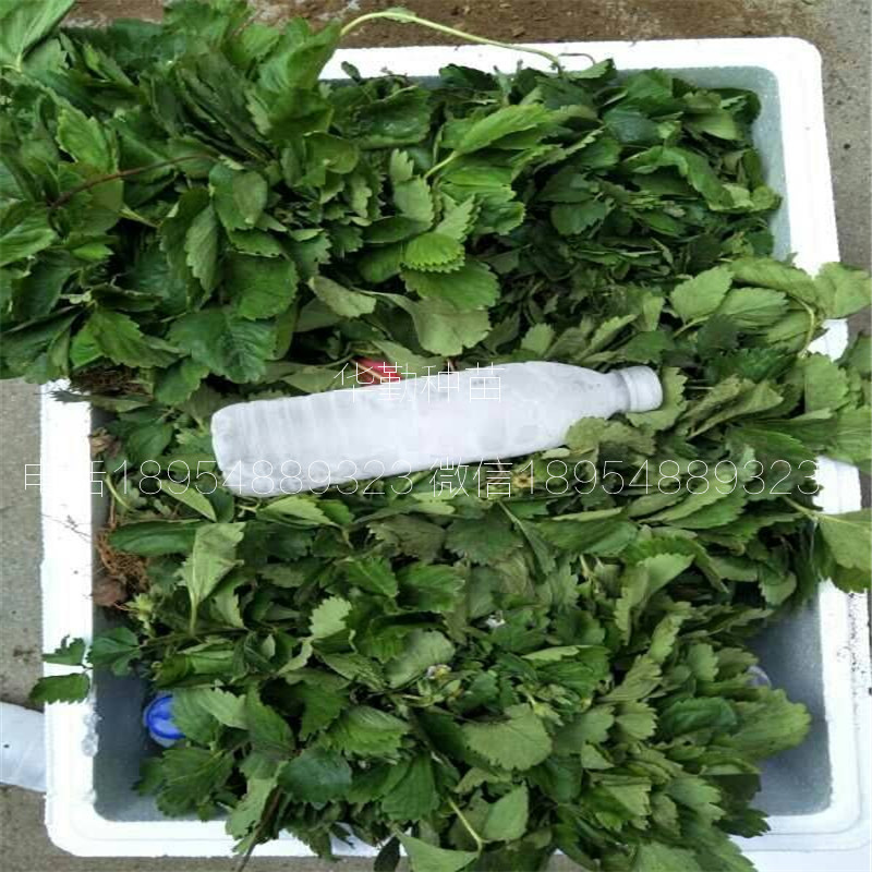 紅顏草莓生產(chǎn)苗  品種特性介紹