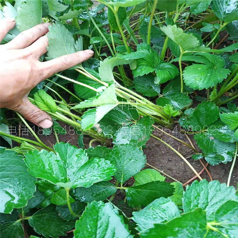 章姬草莓苗种苗  种植技术