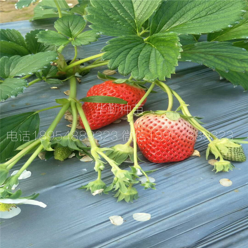 草莓苗  品種特性介紹