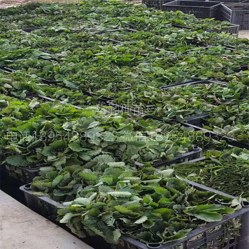 品種的紅顏草莓苗  大棚什么時候種植