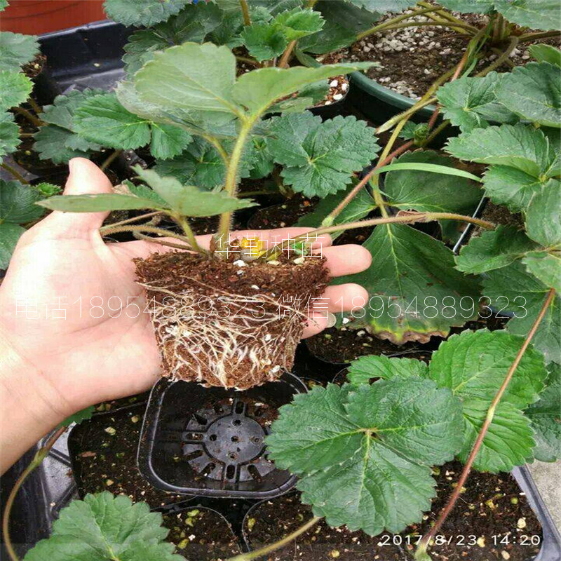 草莓苗  大棚什么時(shí)候種植