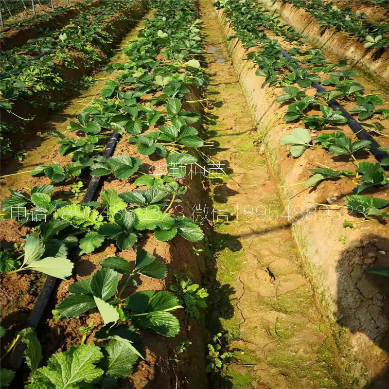 章姬草莓苗大型草莓苗育苗基地