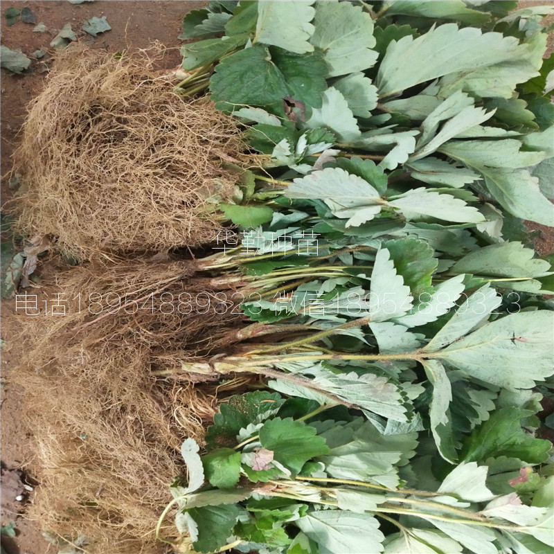 紅顏草莓穴盤苗大型草莓苗育苗基地