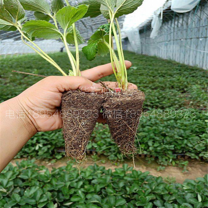 大棚章姬草莓苗  2019年批發(fā)價(jià)格