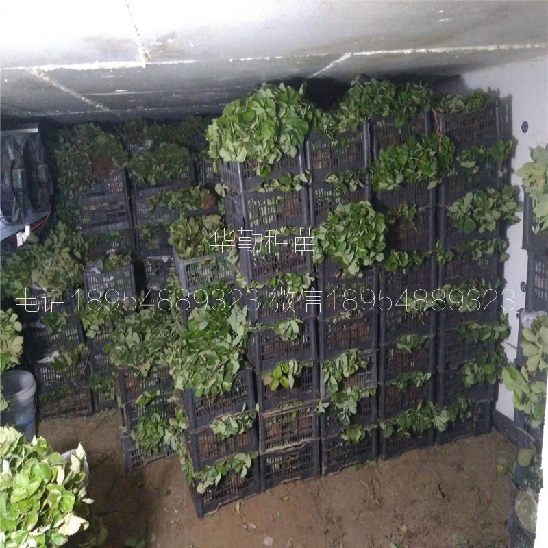 紅顏草莓走莖苗  基地大量供應(yīng)