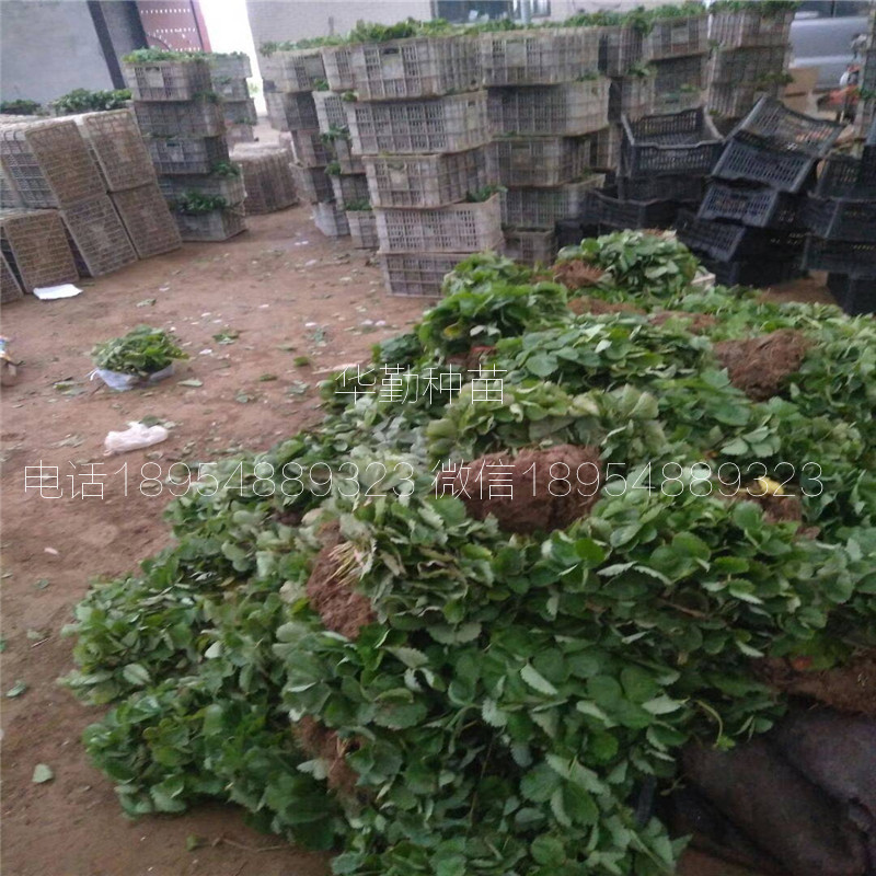 章姬草莓種苗  多少錢一棵